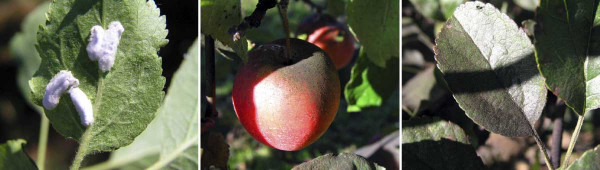 Červec javorový - ovivaky; poškození plodů a listů medovicí a černěmi 