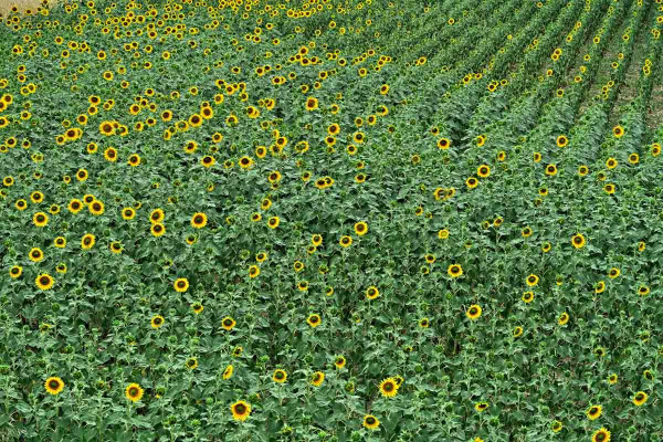 Kvetoucí slunečnice je náchylná k chorobám