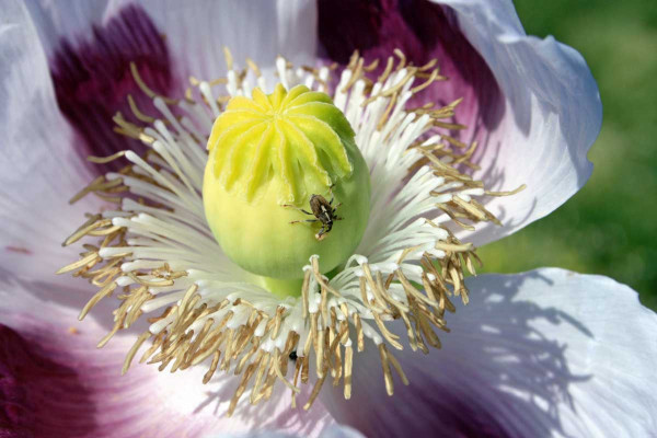 Krytonosec makovicový je v porostu máku již v květu i dříve