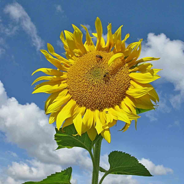 Plný květ slunečnice - fáze pro aplikaci fungicidů