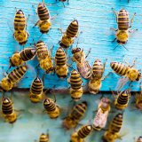 Okénko do zahraničí: Upravené bakterie mohou zachránit včely