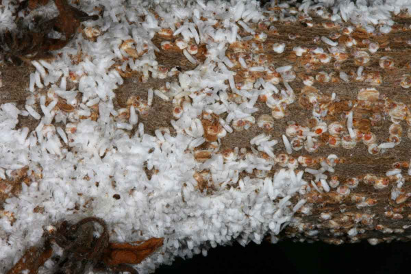 Obr. 7: Štítenka morušová (Pseudaulacaspis pentagona) početně napadá katalpy, moruše i další okrasné dřeviny, objevují se informace o škodlivosti i na ovocných stromech