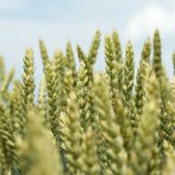 Nejnovější pšenice RAGT v roce 2022