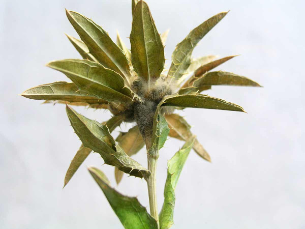 Povlaky konidioforů a konidií Botrytis cinerea na květu