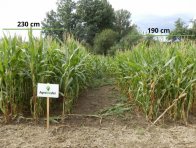 Obr. 1: Vliv technologie Agrobiosfer na růst kukuřice