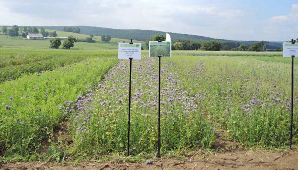 krmný biopás jednoletý standard (základ + rostliny pro opylovače), výsev jaro 2018 (AEKO)