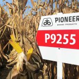Zrnové hybridy kukuřice pro efektivní produkci zrna i v suchu