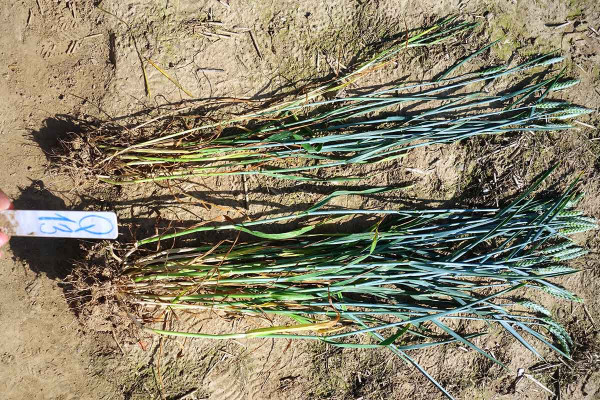 Obr. 5: Vliv aplikace Atonik, resp. Asahi 0,6 l/ha v BBCH 30–31 v ozimé pšenici na kořeny, odnože a klasy; neošetřená kontrola je vlevo (odrůda RGT Reform, Ditana 11. 6. 2019)