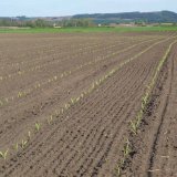 Herbicidy pro preemergentní ošetření kukuřice do všech podmínek