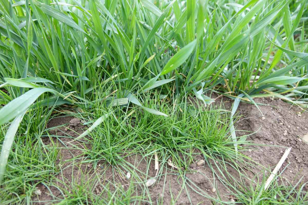 Obr. 6: Mrvka myší ocásek je expanzivně se šířící ozimý trávovitý plevel s vysokou odolností vůči mnoha herbicidům - jeho regulace v meziporostním období proto významně minimalizuje problémy v následné plodině (především v obilnině a řepce)