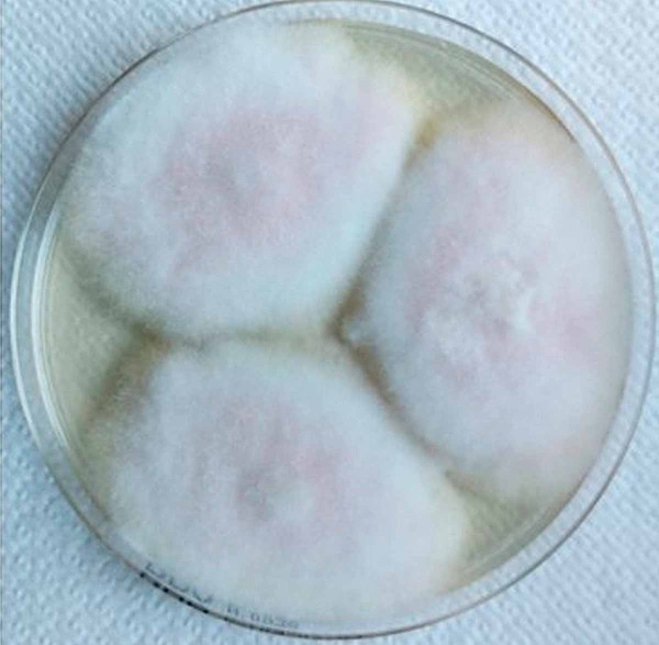 Obr. 6: Růst mycelia na Petriho misce