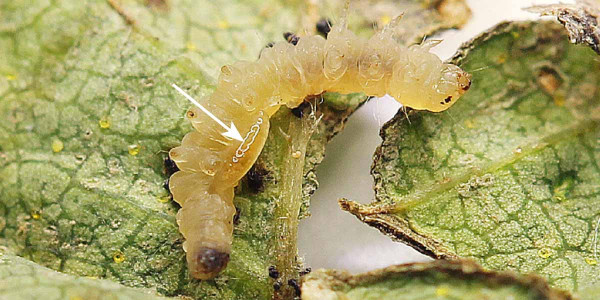 Larva chalcidky na těle housenky
