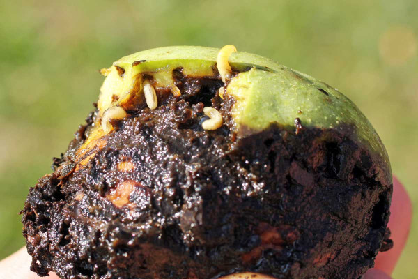 Larvy vrtule ořechové vyžírají chodbičky do zdravé  (zelené) části oplodí
