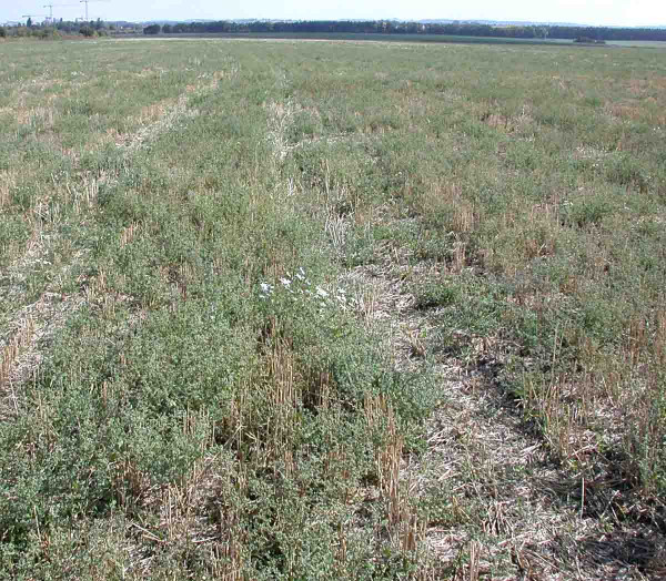Obr. 2: Zaplevelení pozemku po sklizni ozimé pšenice