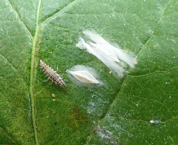 Podkopníček - spirálový zápředky na listu (v blízkosti zápředků se nachází larva zlatoočky - potenciální predátor housenek)
