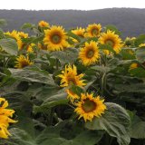 Choroby slunečnice: Černá a červenohnědá stonková skvrnitost slunečnice