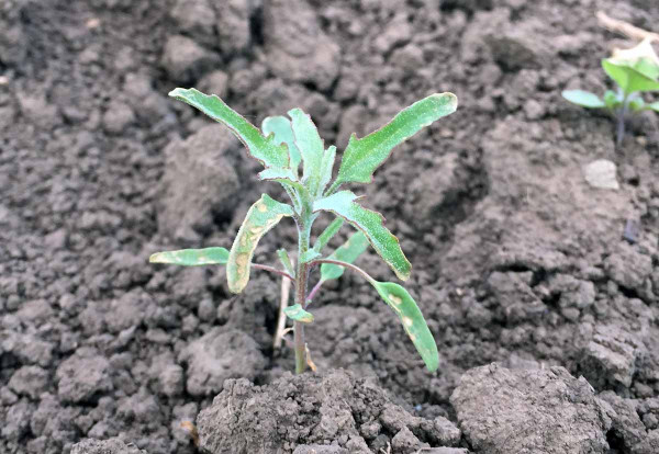 Obr. 4 Merlík fíkolistý (Chenopodium ficifolium)