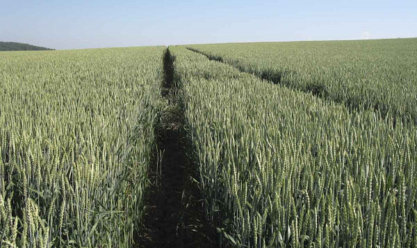 Pšenice ozimá ošetřená herbicidem Husar® Star zůstává bez výskytu chundelky, ovsa hluchého a ostatních plevelů