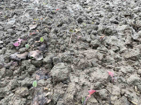 Odumierajúce rastliny repky ozimnej v miestach, ktoré boli zaplavené vodou