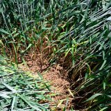Ověření účinnosti jarních herbicidů v obilninách dopadlo na jedničku