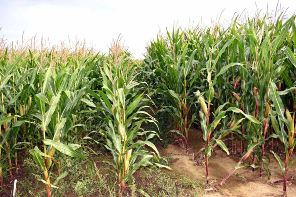 Obr. 2: Vlevo kukuřice spolu s lupinou bílou s negativním vlivem plevelů na kukuřici