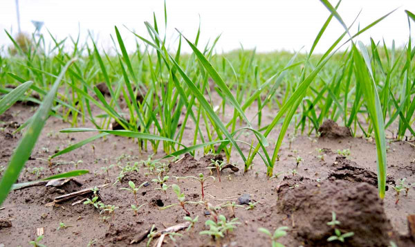 Regulace plevelů v pšenici již na podzim je nutná