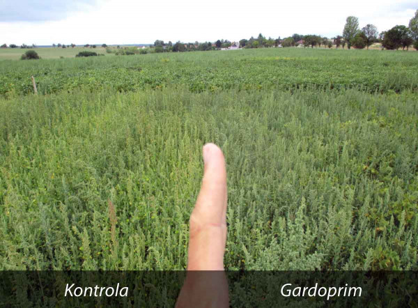 Obr. 1b: Herbicidní pokusy se sójou na lokalitě Studeněves; stav 16. 8. 2019 (ošetřeno 18. 4. 2019 přípravkem Gardoprim plus Gold 500 SC)