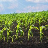 Podpora vzchádzania kukurice siatej pomocou superabsorpčných polymérov