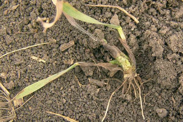 Obr. 7: Poškození sveřepu jalového herbicidem obsahujícím flufenacet (Cadou)