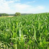 Listová výživa a stimulace kukuřice