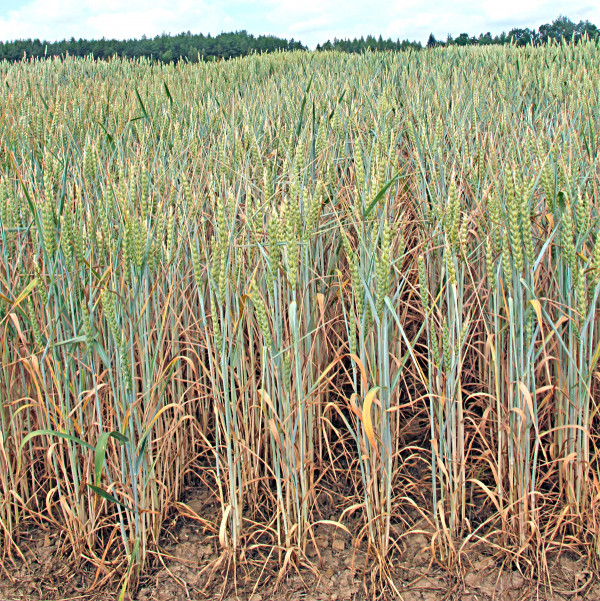 Obr. 2: Podesychání porostu pšenice