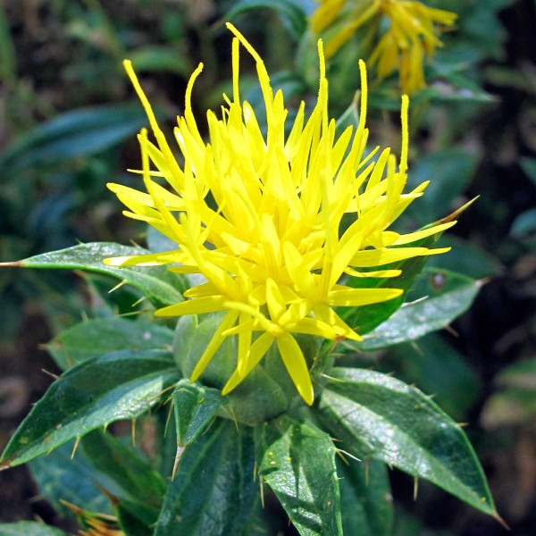 Žlutě kvetoucí saflor (H. Hutyrová)