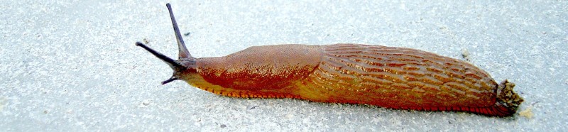Plzák španělský (Arion lusitanicus) ((c) Gall) 