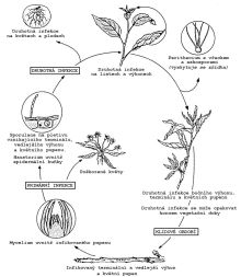 Životní cyklus houby Podosphaera leucotricha