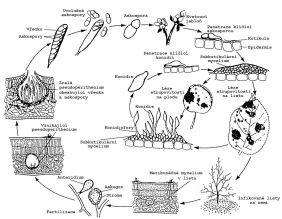 Životní cyklus houby Venturia inaequalis