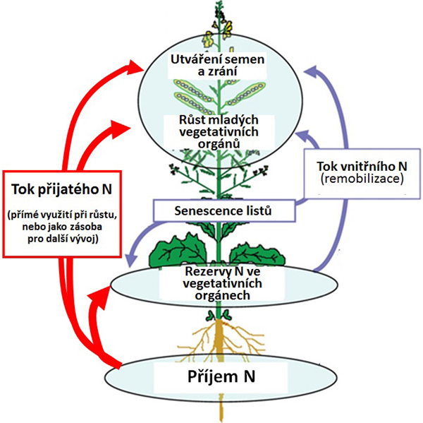 Schéma 1: Znázornění toku dusíku v rostlinách ozimé řepky (upraveno podle Salon et al., 2014)