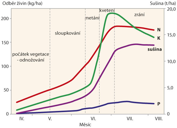Graf 1: Dynamika odberu ozimnou pšenicou a nárast sušiny (podľa Agnera et al 1998, cit Vaněk a kol. 2002