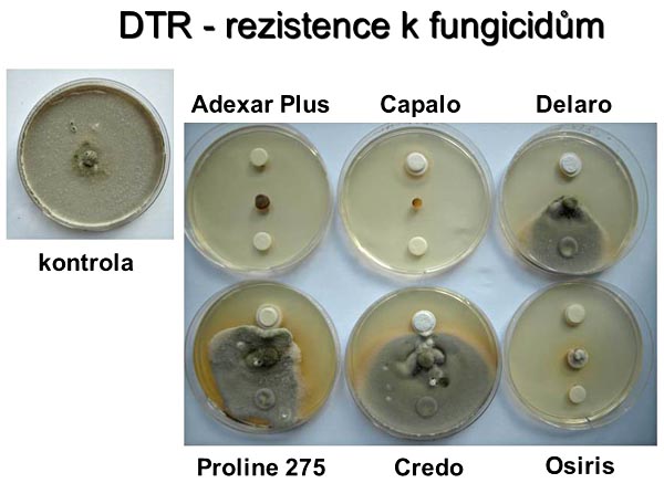 Obr. 6: Terčíková metoda testování rezistence vůči fungicidům - Pyrenophora tritici-repentis (DTR)