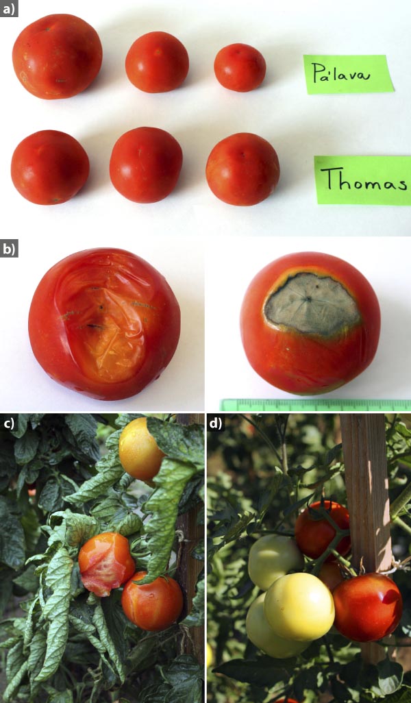 Obr. 1: Vliv vysokých teplot na plody rajčat – a) odrůdy, b) nektrotické skvrny, c) praskání plodů, d) bez poškození