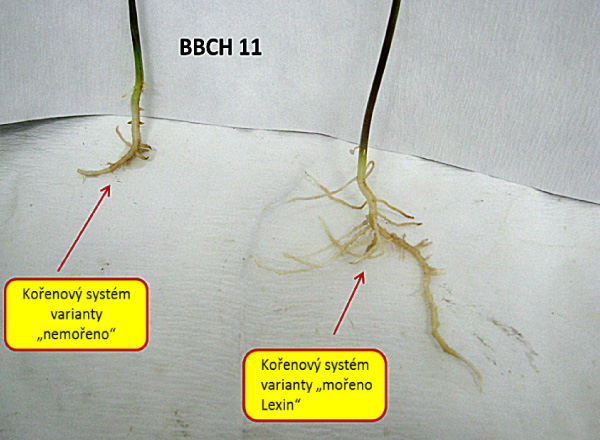 Obr. 1: Vývoj kořenového systému rostlin sóji u varianty nemořeno a varianty mořené před výsevem přípravkem Lexin v roce 2016