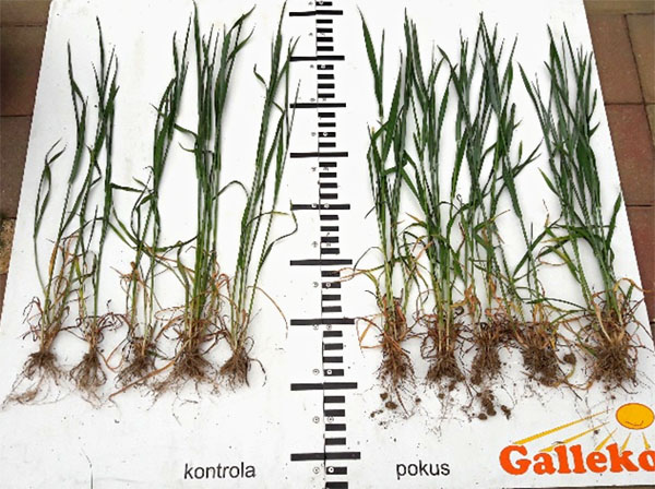 Obr. 4: Pšenica ozimná, odroda Turandot, podnik Zemědělské družstvo se sídlem v Dlouhé Lhotě (ČR), foto 9.5.2018, vľavo kontrola (5 rastlín) vpravo ošetrené Galleko špeciál (5 rastlín)