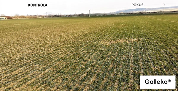 Obr. 5.: Ozimná pšenica, odroda Reform, oblasť Lounsko - Slavětin, foto 27. 2. 2018