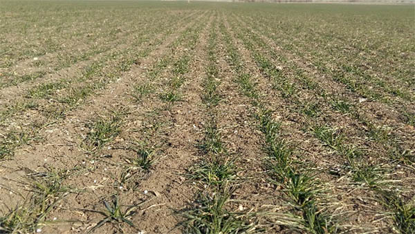 Obr. 6: Ozimná pšenica, odroda Reform, oblasť Lounsko - Slavětin, foto 27. 2. 2018, detail porastu kontrola
