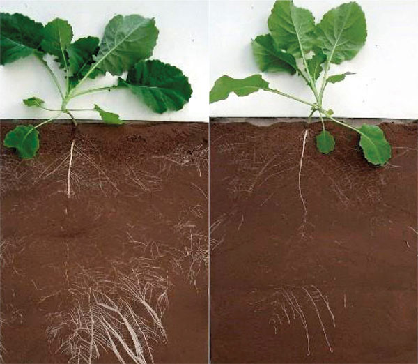 Podpora růstu kořenů při podzimní aplikaci, vlevo neošetřeno, vpravo ošetřeno Caryx® 1 l/ha, zdroj: BASF