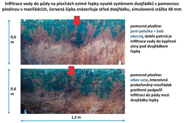 Obr. 6: Infiltrace vody do půdy na plochách ozimé řepky vyseté systémem dvojřádků s pomocnou plodinou v meziřádcích, červená šipka znázorňuje střed dvojřádku, 7. 10. 2019, lokalita Bučina