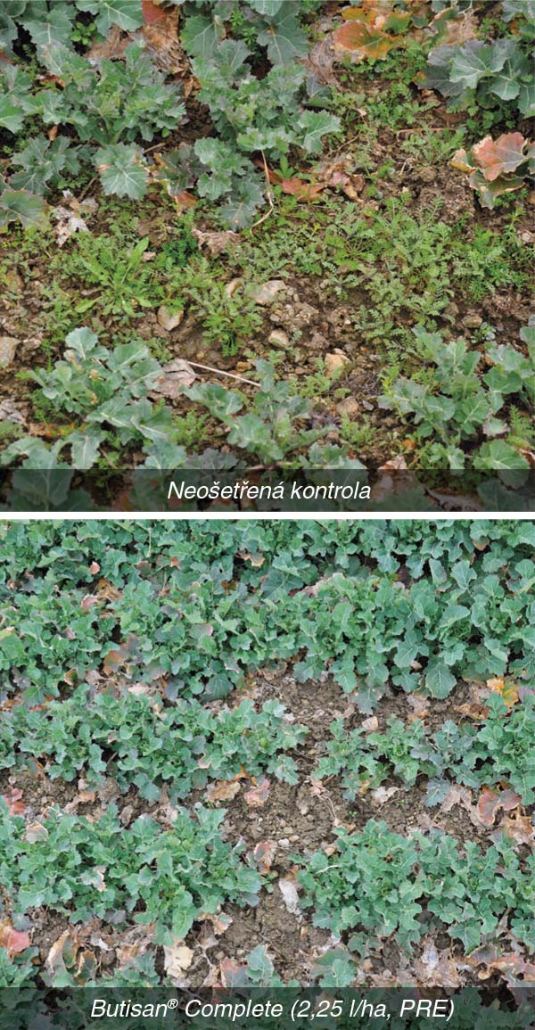 Obr. 2: Herbicidní účinnost ošetření ozimé řepky (Vojslavice, 30. 3. 2016)