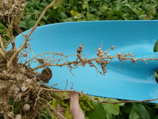 Obr. 1: Výsledkem symbiózy kořenů sóji s rhizobiovými bakteriemi jsou kořenové hlízky. Rostliny sóji vzešlé z naočkovaného osiva mohou ze vzduchu přijmout 60–80 % celkové potřeby dusíku, který je odebírán plodinou. Intenzitu tvorby kořenových hlízek zkontrolujte za 6 týdnů po výsevu opatrným vykopáním mladých rostlin (zdroj: Deutscher Soja Förderring)
