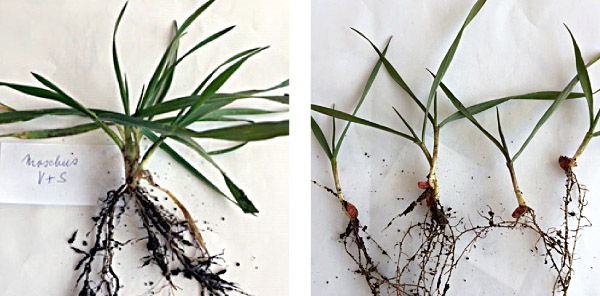 Obr. 1: Rozdíl v mohutnosti nadzemní části rostlin a kořenů u porostů lišících se dobou setí - vlevo včasný termín, vpravo pozdní termín