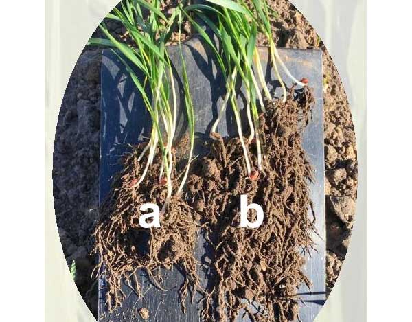 Kořeny pšenice ozimé: a) bez inokulace bakterií, b) s inokulaci bakterií Bacillus megaterium