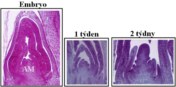 Obr. 1: Vegetativní vývoj embrya v semeni ječmene při klíčení; upraveno podle Rossini a kol., 2014; (AM = apikální meristém)